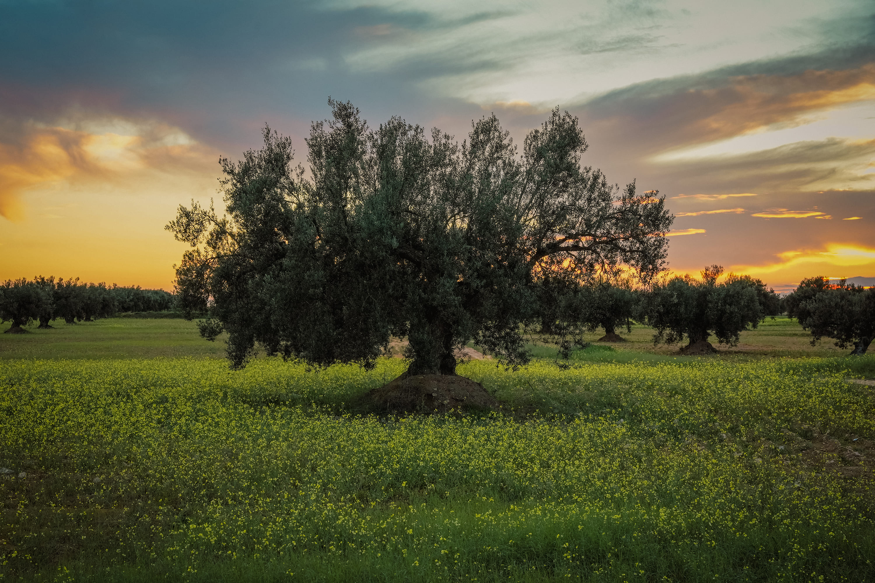 Oliveraie tunisienne au coucher du soleil