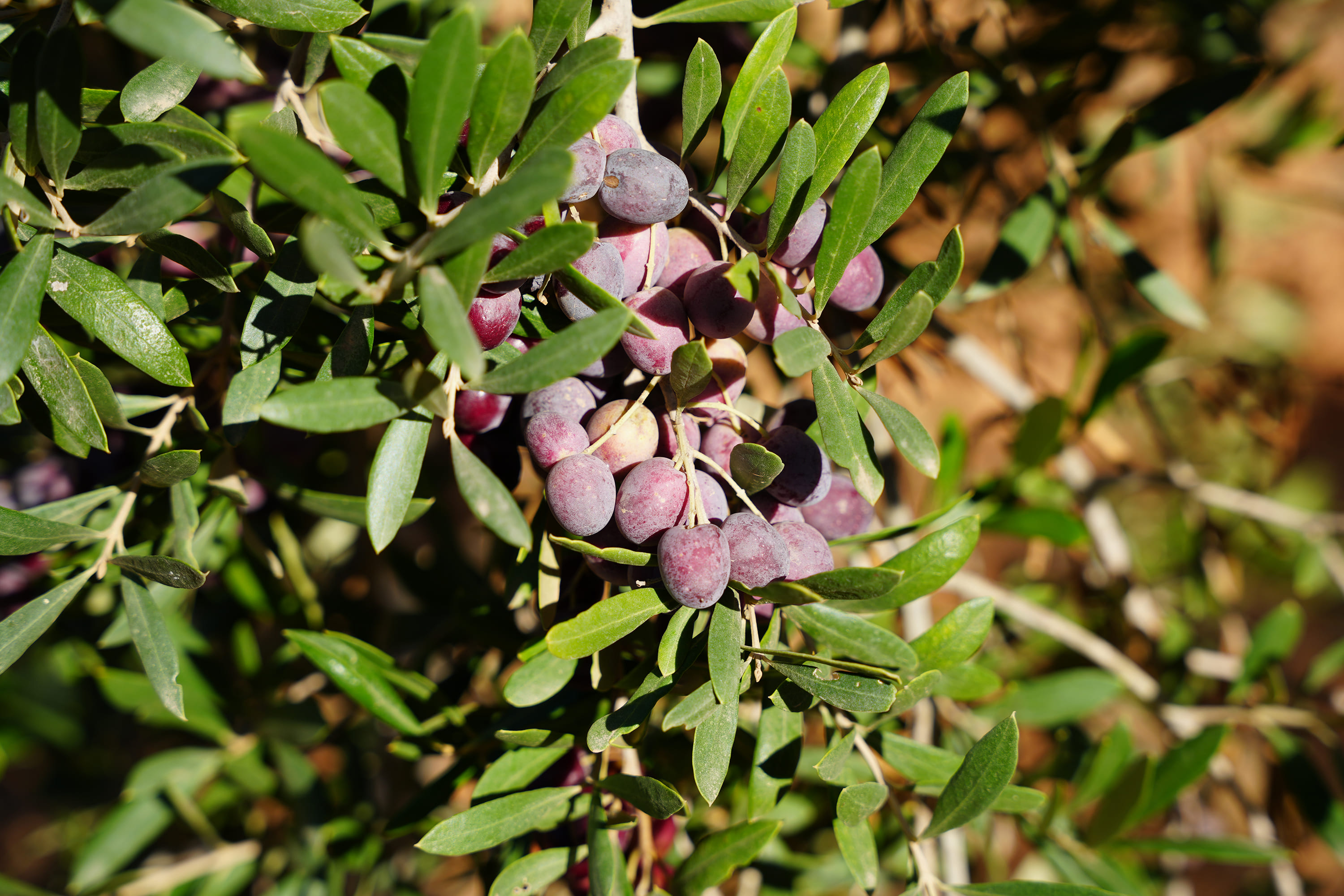 Olives Chemlali mûres sur la branche