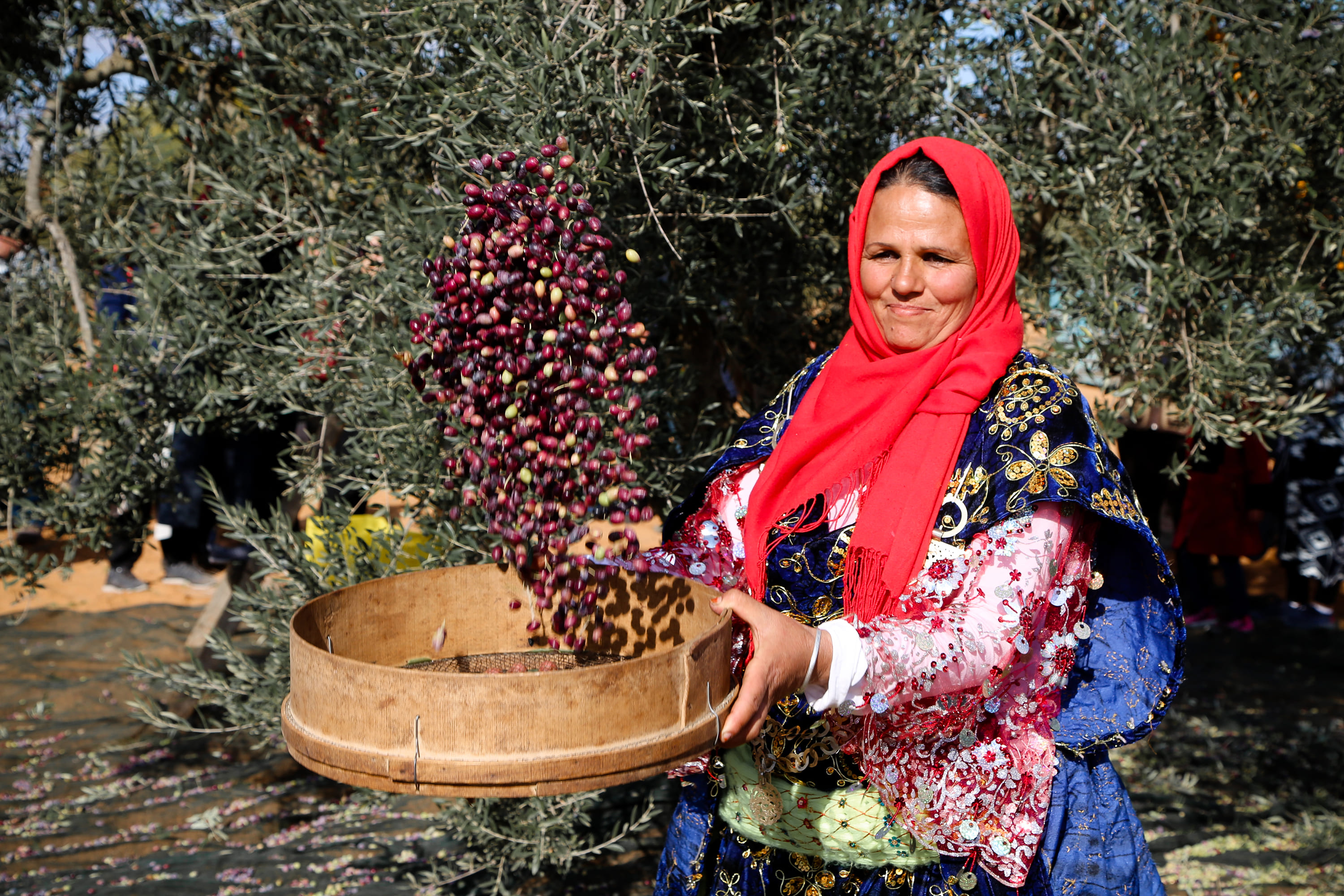 Récolte traditionnelle des olives en Tunisie